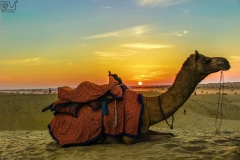 camel in sunset - Rajasthan,India